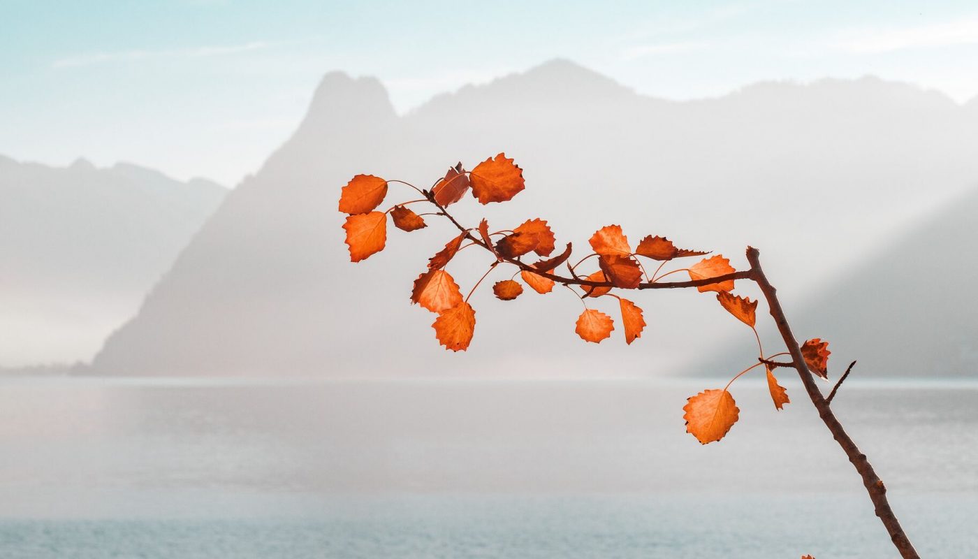 Microsoft Forms: How to create branches