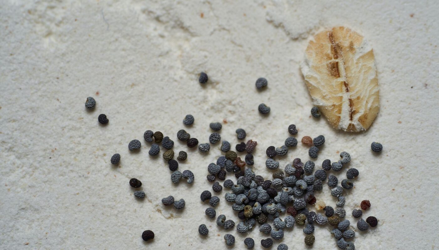 Power Automate: The power of copy-paste